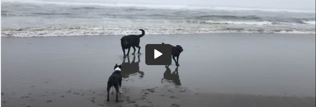 Video Clips from the Beach