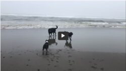 beach video thumbnail