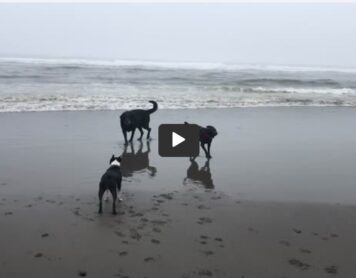 Video Clips from the Beach